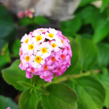 Bed and Breakfast Tra Mare E Marmo